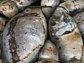 Twelve million dead fish | BahVideo.com