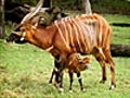 Bongo calf healthy | BahVideo.com