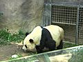 Panda Breeding | BahVideo.com