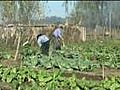 Supporting Market Gardeners in Argentina | BahVideo.com