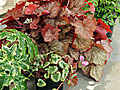 New Spring Plant Varieties | BahVideo.com