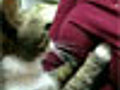 Cat s Boob Fan | BahVideo.com