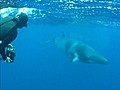 Swimming With Whales video  | BahVideo.com