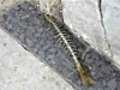 Travail de fourmi | BahVideo.com