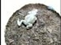 Beetle Seen Preying on Amphibian | BahVideo.com