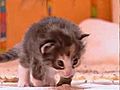 Katzen - Verhalten und K rpersprache | BahVideo.com