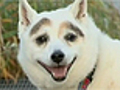 Dog s bushy eyebrows | BahVideo.com