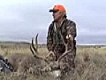 Shackleford Wyoming mule deer and pronghorn | BahVideo.com