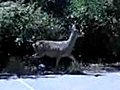 Deer Leap Fail | BahVideo.com