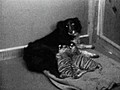 Collie Adopts Tigers | BahVideo.com