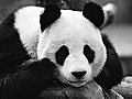 GIANT PANDA RESERVE | BahVideo.com