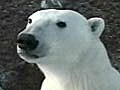 U S could designate polar bears a amp 039 threatened amp 039 species | BahVideo.com