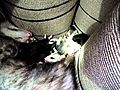 Mrs Oops amp 6 Babiy Opossums | BahVideo.com