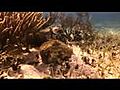 Selvatica Zip and Snorkel | BahVideo.com