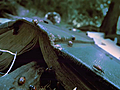Ladybird - Vancouver Film School VFS  | BahVideo.com