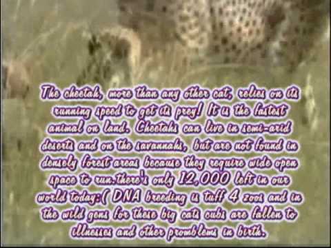 animalsaint cheetah flv | BahVideo.com