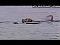 Amiti entre un chien est un dauphin | BahVideo.com
