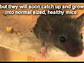 Raising a Baby Mouse 7 10 Not Eating Scruffy  | BahVideo.com