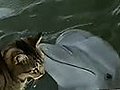 Cat and Dolphins playing together  | BahVideo.com