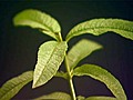 Spotlight on Herbs Lemon Verbena | BahVideo.com