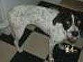 Stolen Dog Returned To Pet Store | BahVideo.com
