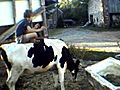 KID MEDITATES ON COW AND LIVES  | BahVideo.com