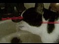 Scariest Cat Video On Earth - Rocket Cat | BahVideo.com
