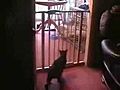 mega funny cat jump | BahVideo.com