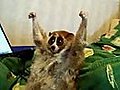 Slow Loris Loves Getting Tickled | BahVideo.com