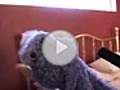 Puppet Suicide | BahVideo.com