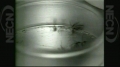 Boston Globe Aerial attack on mosquitoes | BahVideo.com