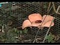 Rafflesia Patma | BahVideo.com