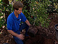 Gardeners amp 039 Row Planting Camellias  | BahVideo.com