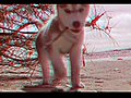 3D Laika on the Beach USE RED BLUE CYAN  | BahVideo.com