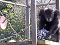 Animals Chimp Goes Crazy Explained | BahVideo.com