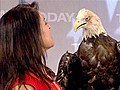 America s beautiful creatures | BahVideo.com
