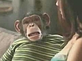 Bud Light Horny Talking Monkey | BahVideo.com