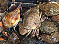 Crab Fishing | BahVideo.com