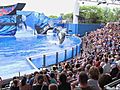 Orca That Killed Trainer Performs Again | BahVideo.com