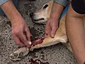 Liebe Tiere-Partner Hund -Verkehrsunfall | BahVideo.com