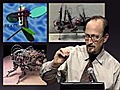 Movement in Biology Insect Flight and Reverse  | BahVideo.com