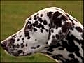Dog Breeds-Dalmatian | BahVideo.com