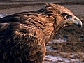 National Geographic Animals - Golden Eagle vs Hares | BahVideo.com