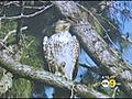 Red-Tailed Hawk Set Free After Being Nursed Back To Health | BahVideo.com