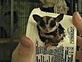 Cool Whip Sugar Gliders  | BahVideo.com