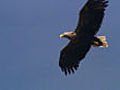 Mull s sea eagles | BahVideo.com
