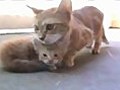 Mama Cat Comes to Rescue Her Little Kitten | BahVideo.com