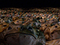 Venomous Cane Toads | BahVideo.com