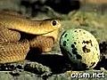 Snake Eating An Egg | BahVideo.com