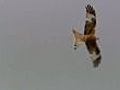 Kite flying | BahVideo.com